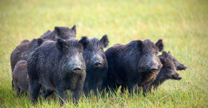 Kerala HC: Plea to declare Wild Boar as ‘Vermin’ Under Wildlife Protection Act Kerala HC: Plea to declare Wild Boar as ‘Vermin’ Under Wildlife Protection Act