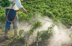 Man spraying vegetables with pesticides