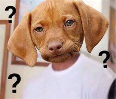 confused dog meme